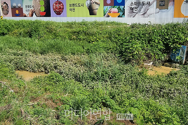 H건설이 지난 6월 13일 수초가 자란 율현천으로 흙탕물을 방류하고 있다. 부옇게 흙탕물을 뒤집어쓴 하천 수초 상태를 미루어 볼 때 상습적인 고탁도 흙탕물상습 방류가 의심되고 있다.ⓒ미디어연합