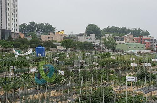 이천시, 2018년 도시농장 텃밭가꾸기 추진.jpg
